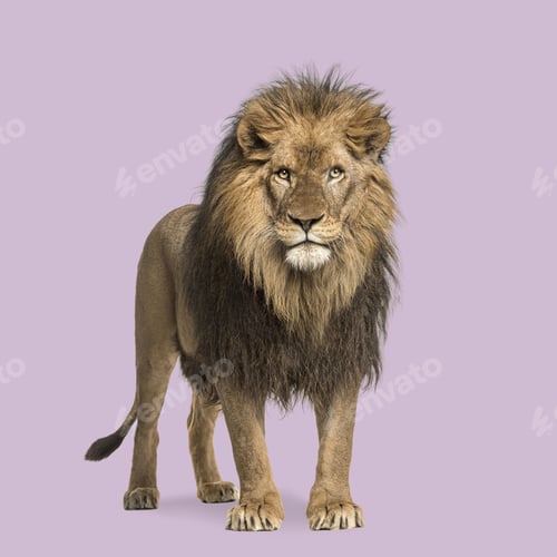 Preview: Studio shot of a powerful male lion standing against a vibrant purple backdrop