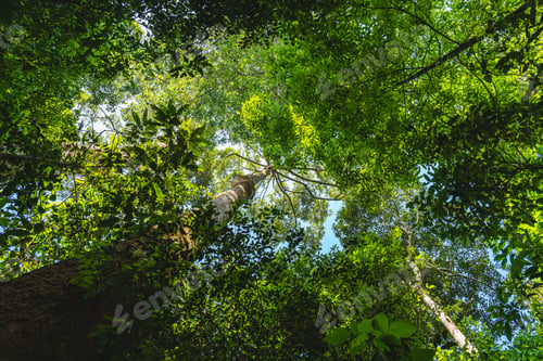 Preview: Earth Day eco concept with tropical forest background, natural forestation preservation