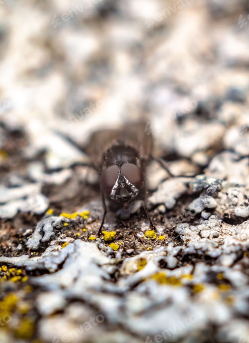 Preview: Close-up of a fly in its natural environment, perched on the dirt and mud
