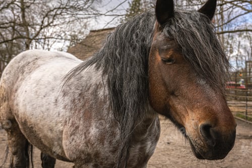 Preview: Close-up, sad muzzle of a pony in a zoo.