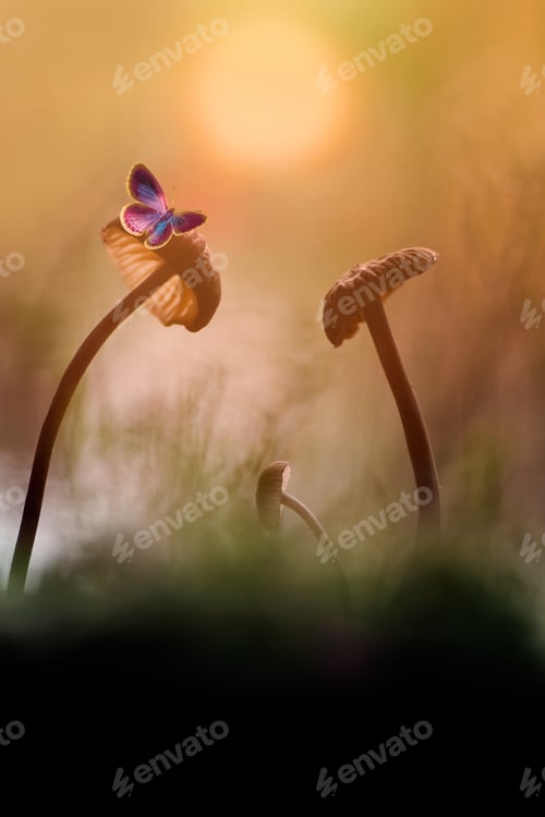 Preview: mushrooms and buterfly