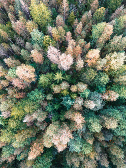 Preview: Aerial top view of a Nordic forest in Estonia in early autumn