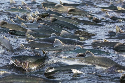 Preview: Salmon spawning