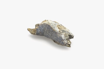 Preview: Eroded Driftwood Piece