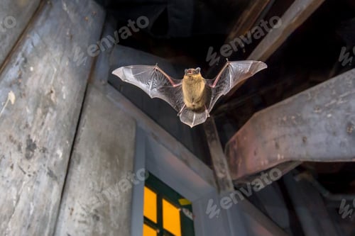 Preview: Pipistrelle bat flying inside building