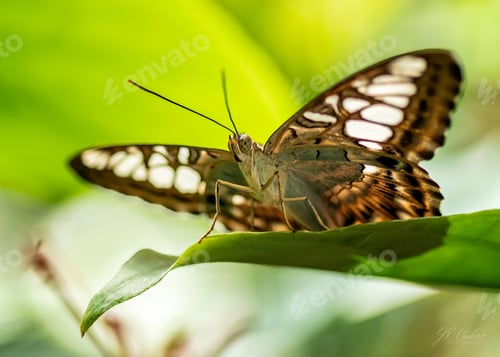 Preview: the butterfly is sitting on the green leaf near leaves that look like it is resting