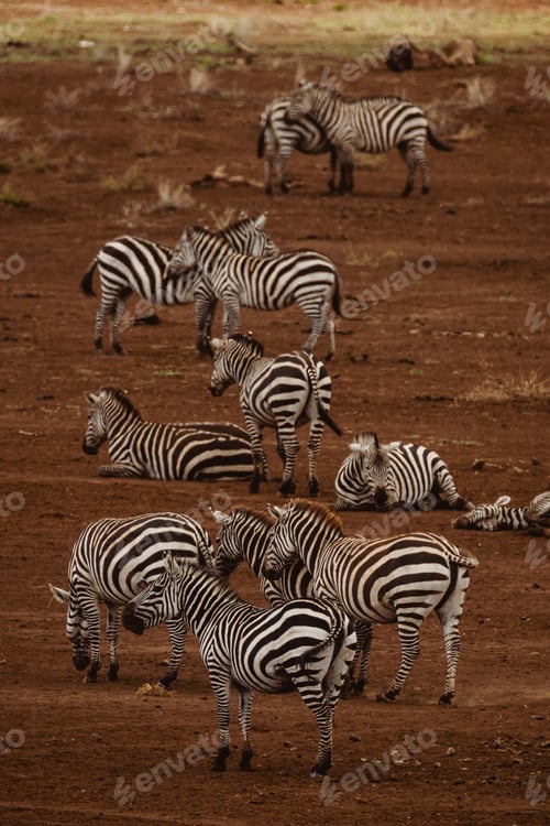 Preview: Animals in the wild - Grevy's zebras in Lewa Conservancy, North Kenya