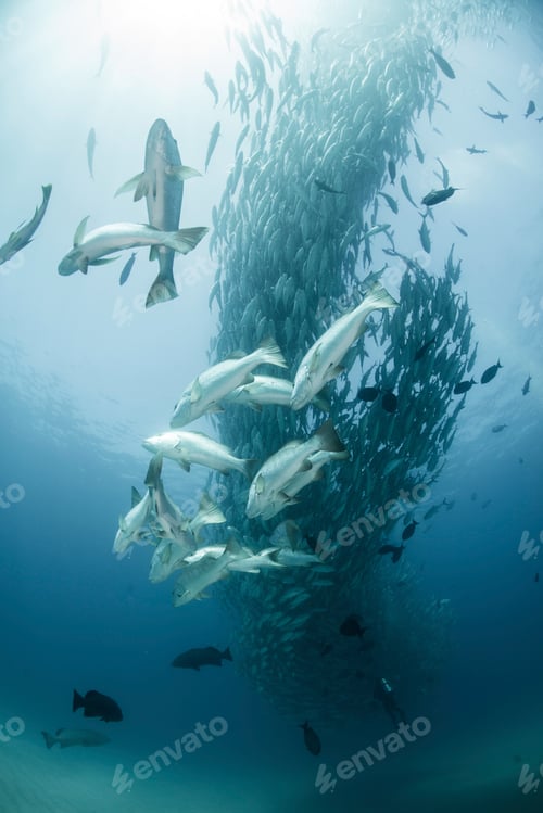 Preview: School of jack fish, underwater view, Cabo San Lucas, Baja California Sur, Mexico, North America
