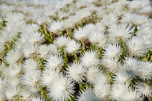 Preview: Fynbos of Western Cape