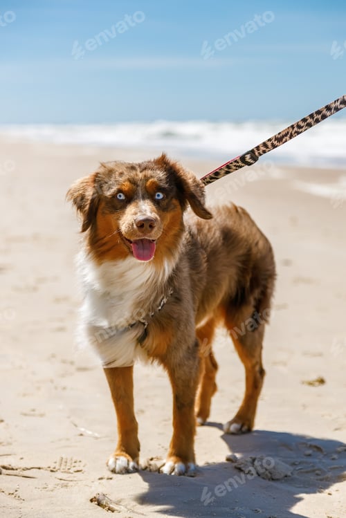 Preview: Cute miniature Australian shepherd puppy with blue eyes standing on a sunny sandy beach on a leash