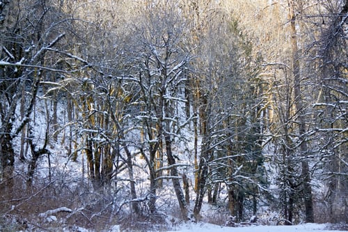 Preview: Sunlight and Winter Forest Trees