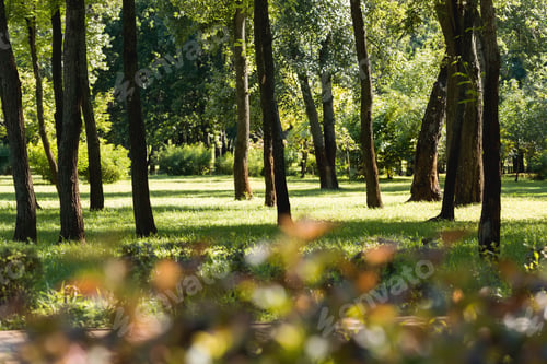 Preview: selective focus of trees with green leaves in peaceful park