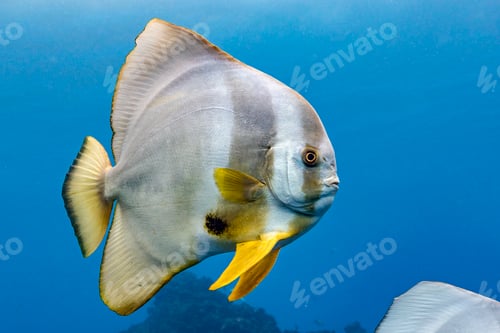 Preview: Single Longfin Batfish (Platax Teira), Aliwal Shoal, South Africa