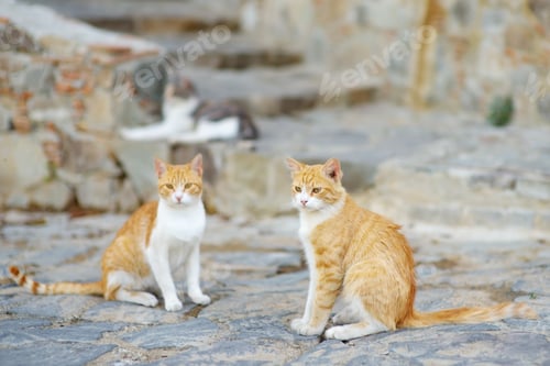 Preview: Wild cats on the streets of the medieval Phicardou (Fikardou) village, Cyprus.