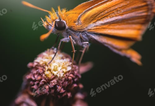 Preview: Closeup shot of an orange butterfly on a flower with a blurred background