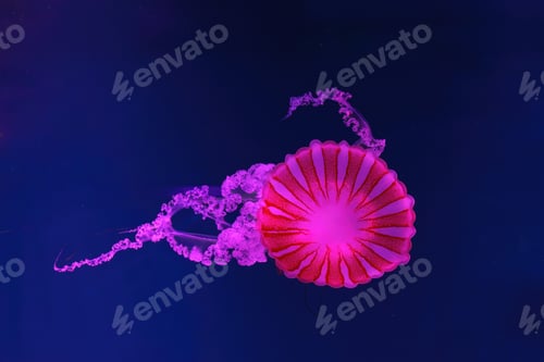 Preview: South American Sea Nettle Jelly Fish Swim Underwater Aquarium Pool With Pink Neon Light
