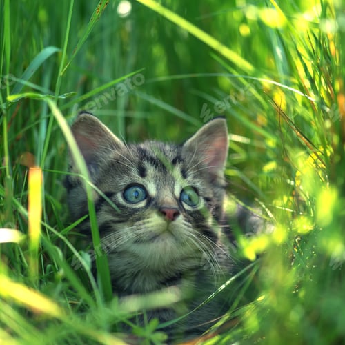 Preview: kitten