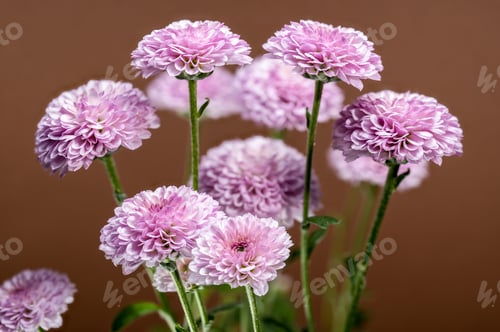 Preview: Pink Chrysanthemums on a brown background