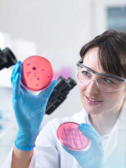 Preview: Scientist examining petri dish containing bacterial culture grown in laboratory