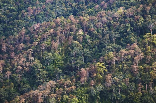 Preview: Landscape image of greenery rainforest hills in autumn