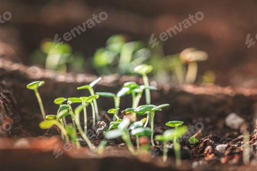 Preview: A small green sprouts in a peat pot, planting plants in the spring in open ground