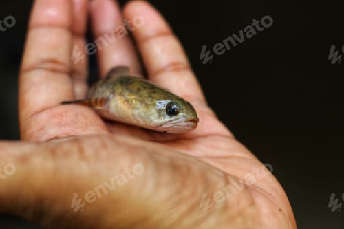 Preview: Closeup of a striped or chevron snakehead on a person's hand palm against a black background