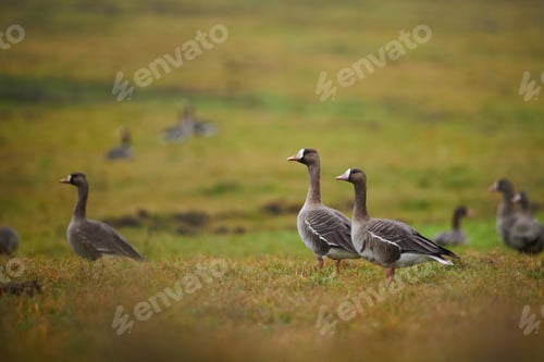 Preview: The greater white-fronted goose - Anser albifrons on field