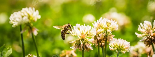 Preview: Close up of honey bee in midair on the clover flower in the green field. Green background
