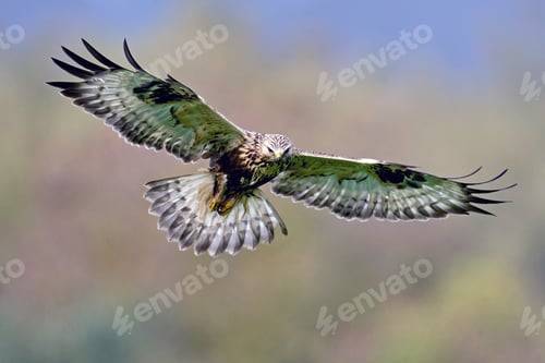Preview: Rough-legged buzzard (Buteo lagopus)