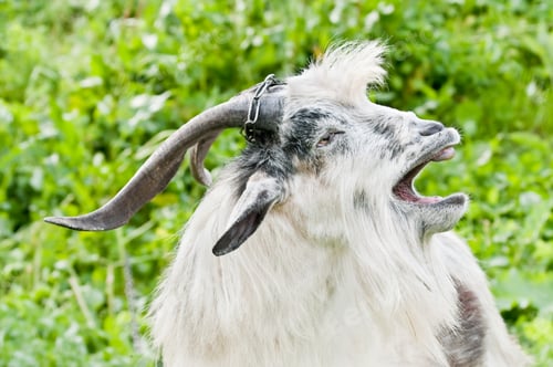 Preview: domestic goat