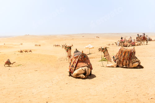 Preview: Camels ready to carry tourist in the desert