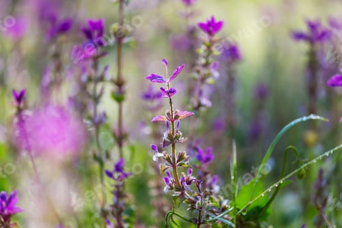 Preview: Flowers