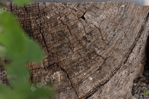 Preview: Tree Stump Close up