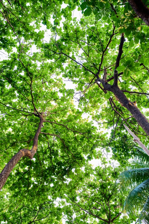 Preview: Background of the green leaves of the big trees
