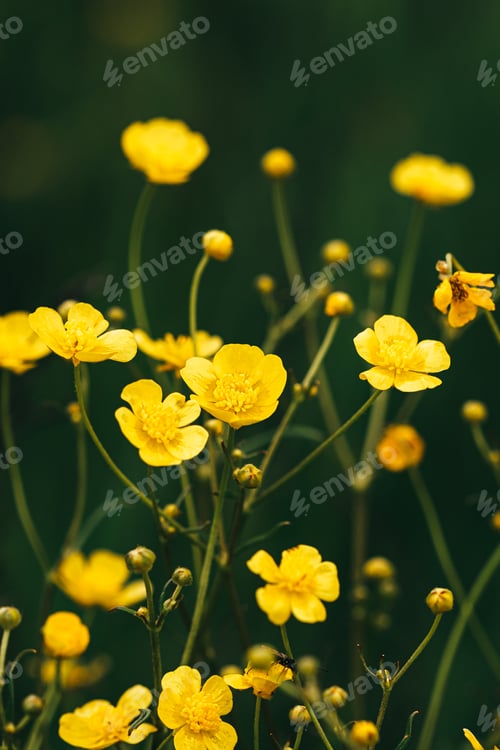 Preview: Green Spring Forest. Plant Ranunculus Acris With Yellow Flowers On Background Tall Trees