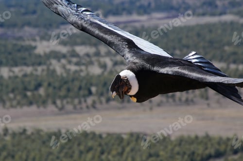 Preview: Majestic flight in the Andes