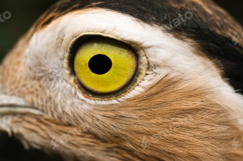 Preview: Closeup Eye of a Bird