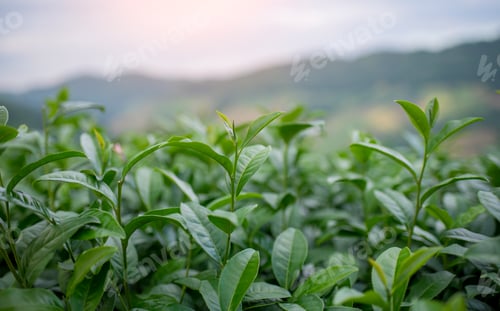 Preview: Tea leaves at tea plantation with white foggy mountain is green tea organic business concept.