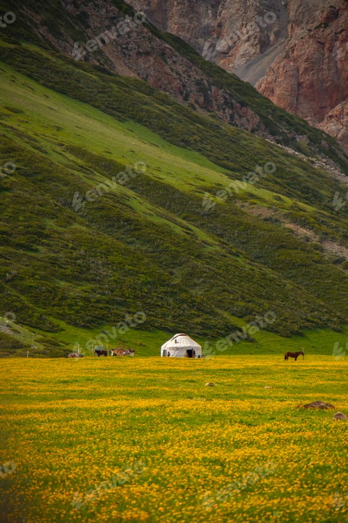 Preview: Yurt and horses in a bright yellow wildflower valley meadow