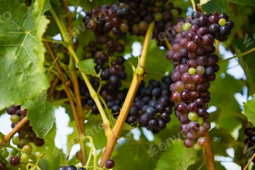 Preview: Ripe grapes in vineyard