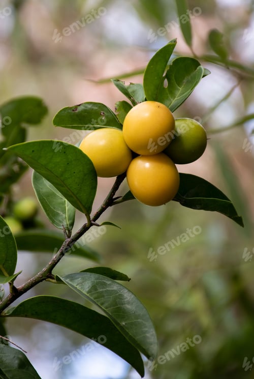 Preview: Vertical shot of a branch with unripe persimmon.