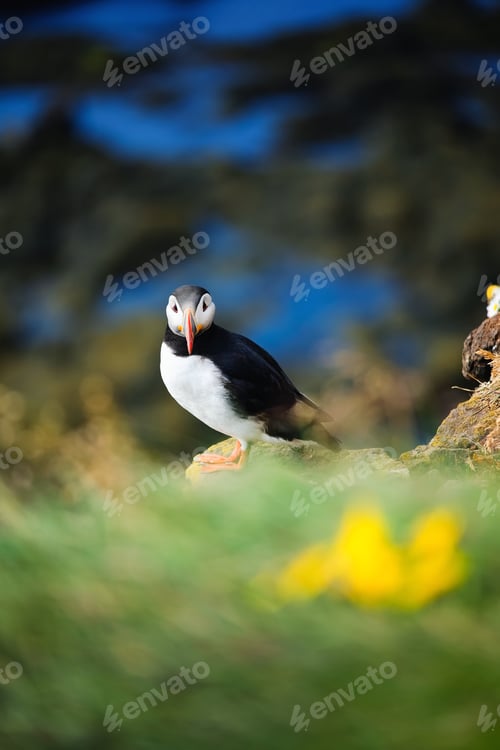 Preview: Puffin in Iceland. Seabirds on sheer cliffs. Birds on the Westfjord in Iceland.