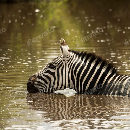 Preview: Zebra drinking in a river, Serengeti, Tanzania, Africa