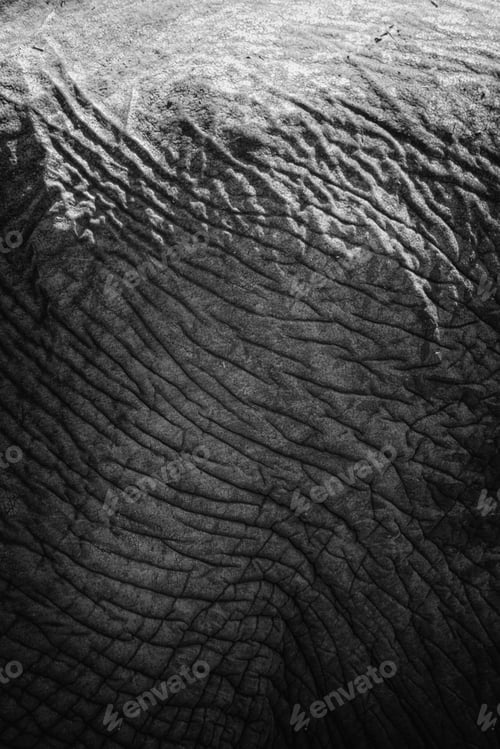 Preview: Closeup and monochrome shot of the elephant's skin