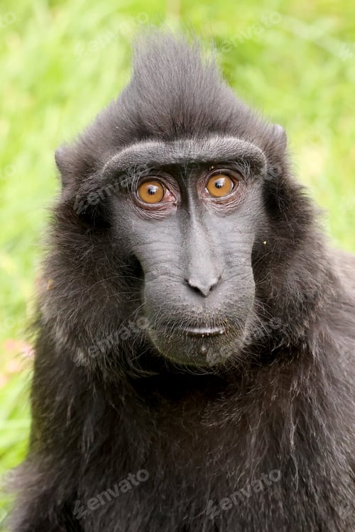 Preview: Closeup portrait of Crested Macaque, Macaca Nigra