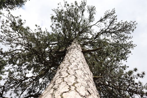 Preview: Pine tree trunk perspective view from below