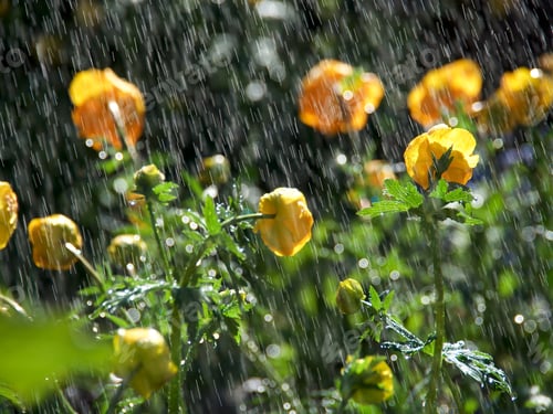 Preview: trolleys flowers in the summer rain