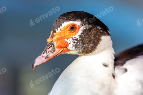 Preview: Closeup portrait of muscovy duck