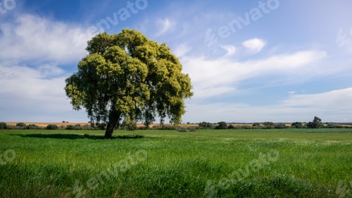 Preview: Spring foliage of common and oak tree with blue sky background in field at Spain