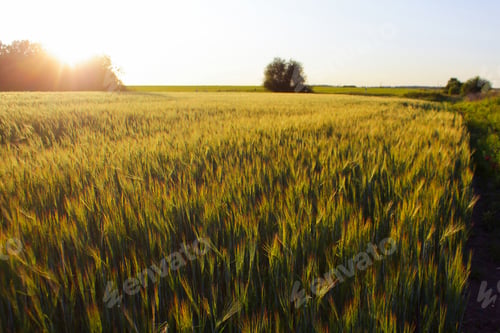 Preview: a green wheat field at sunset, an agricultural landscape. rural life, farming and rural lifestyle.